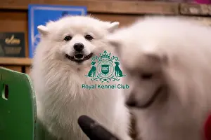 Japanese Spitz Prints: D-C-D-0-1-9-0 Crufts 2024 NEC Birmingham Utility