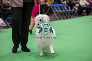 Japanese Spitz Prints: D-C-D-0-1-9-0 Crufts 2024 NEC Birmingham Utility