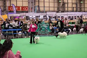 Japanese Spitz Prints: D-C-D-0-1-9-0 Crufts 2024 NEC Birmingham Utility