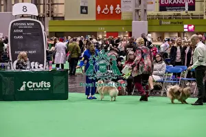 German Spitz Klein Prints: D-C-D-0-1-9-0 Crufts 2024 NEC Birmingham Utility