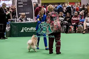 German Spitz Klein Prints: D-C-D-0-1-9-0 Crufts 2024 NEC Birmingham Utility