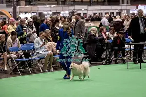 German Spitz Klein Prints: D-C-D-0-1-9-0 Crufts 2024 NEC Birmingham Utility