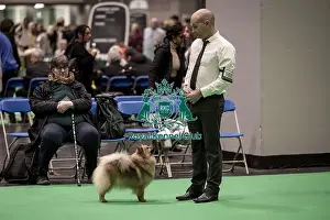 Keeshond Prints: D-C-D-0-1-9-0 Crufts 2024 NEC Birmingham Utility