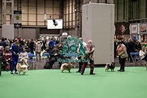 Keeshond Prints: D-C-D-0-1-9-0 Crufts 2024 NEC Birmingham Utility