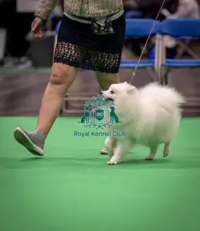 Japanese Spitz Prints: D-C-D-0-1-9-0 Crufts 2024 NEC Birmingham Utility