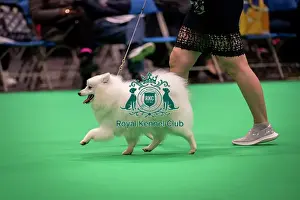 Japanese Spitz Prints: D-C-D-0-1-9-0 Crufts 2024 NEC Birmingham Utility