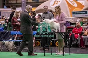 Japanese Spitz Prints: D-C-D-0-1-9-0 Crufts 2024 NEC Birmingham Utility
