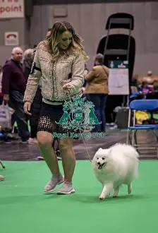 Japanese Spitz Prints: D-C-D-0-1-9-0 Crufts 2024 NEC Birmingham Utility