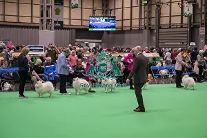 Japanese Spitz Prints: D-C-D-0-1-9-0 Crufts 2024 NEC Birmingham Utility