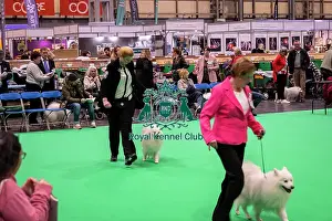 Japanese Spitz Prints: D-C-D-0-1-9-0 Crufts 2024 NEC Birmingham Utility