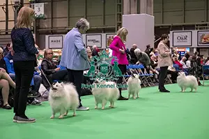 Japanese Spitz Prints: D-C-D-0-1-9-0 Crufts 2024 NEC Birmingham Utility