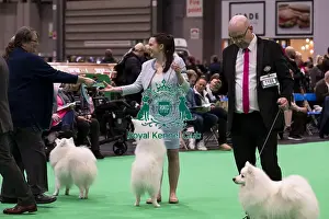 Japanese Spitz Prints: D-C-D-0-1-9-0 Crufts 2024 NEC Birmingham Utility