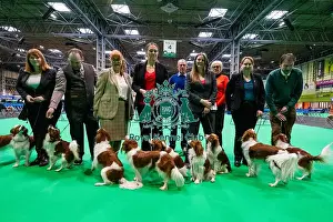 Kooikerhondje Prints: D-C-D-0-1-9-0 Crufts 2024 NEC Birmingham Utility