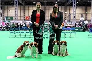 Kooikerhondje Prints: D-C-D-0-1-9-0 Crufts 2024 NEC Birmingham Utility
