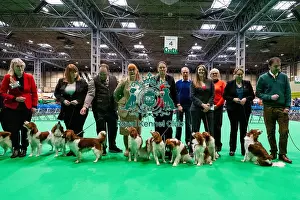 Kooikerhondje Prints: D-C-D-0-1-9-0 Crufts 2024 NEC Birmingham Utility