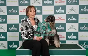 Schnauzer Prints: D-C-D-0-1-9-0 Crufts 2024 NEC Birmingham Utility