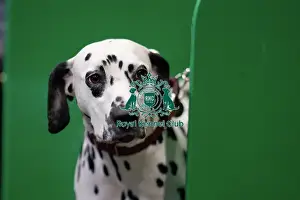 Dalmatian Prints: D-C-D-0-1-9-0 Crufts 2024 NEC Birmingham Utility