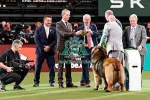 Leonberger Prints: D-C-D-0-1-9-0 Crufts 2024 NEC Birmingham Working