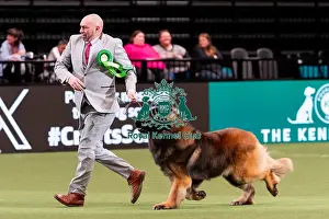 Leonberger Prints: D-C-D-0-1-9-0 Crufts 2024 NEC Birmingham Working