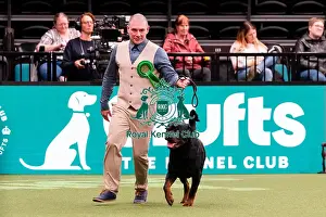 Rottweiler Prints: D-C-D-0-1-9-0 Crufts 2024 NEC Birmingham Working
