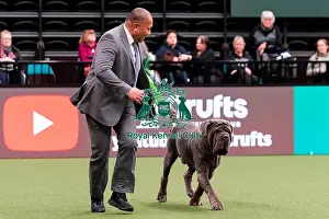 Neapolitan Mastiff Prints: D-C-D-0-1-9-0 Crufts 2024 NEC Birmingham Working