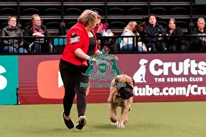 Mastiff Prints: D-C-D-0-1-9-0 Crufts 2024 NEC Birmingham Working
