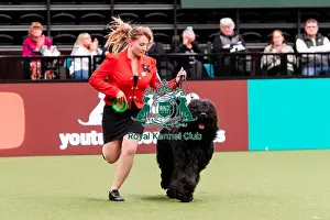 Russian Black Terrier Prints: D-C-D-0-1-9-0 Crufts 2024 NEC Birmingham Working