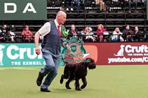 Giant Schnauzer Prints: D-C-D-0-1-9-0 Crufts 2024 NEC Birmingham Working