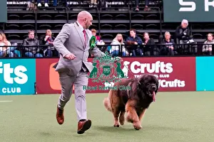 Leonberger Prints: D-C-D-0-1-9-0 Crufts 2024 NEC Birmingham Working