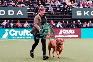 Dogue De Bordeaux Prints: D-C-D-0-1-9-0 Crufts 2024 NEC Birmingham Working