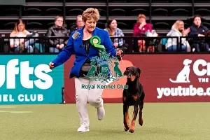 Archie Prints: D-C-D-0-1-9-0 Crufts 2024 NEC Birmingham Working