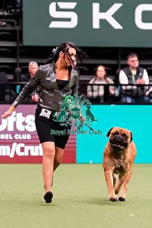 Bullmastiff Prints: D-C-D-0-1-9-0 Crufts 2024 NEC Birmingham Working