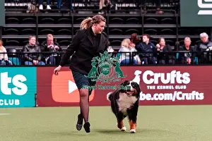 Bernese Mountain Dog Prints: D-C-D-0-1-9-0 Crufts 2024 NEC Birmingham Working