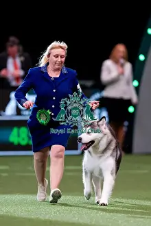 Alaskan Malamute Prints: D-C-D-0-1-9-0 Crufts 2024 NEC Birmingham Working