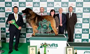 Leonberger Prints: D-C-D-0-1-9-0 Crufts 2024 NEC Birmingham Working