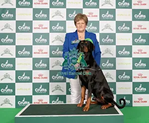 Day 3 Prints: D-C-D-0-1-9-0 Crufts 2024 NEC Birmingham Working