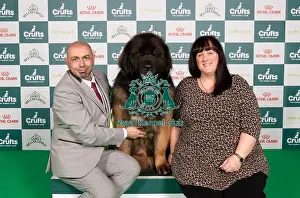 Leonberger Prints: D-C-D-0-1-9-0 Crufts 2024 NEC Birmingham Working