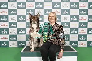 Greenland Dog Prints: D-C-D-0-1-9-0 Crufts 2024 NEC Birmingham Working