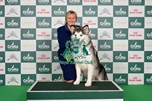 Alaskan Malamute Prints: D-C-D-0-1-9-0 Crufts 2024 NEC Birmingham Working