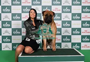 Bullmastiff Prints: D-C-D-0-1-9-0 Crufts 2024 NEC Birmingham Working