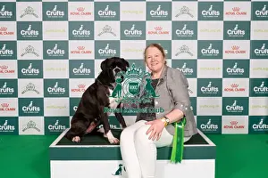 Boxer Prints: D-C-D-0-1-9-0 Crufts 2024 NEC Birmingham Working