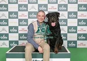 Rottweiler Prints: D-C-D-0-1-9-0 Crufts 2024 NEC Birmingham Working