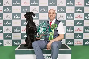Giant Schnauzer Prints: D-C-D-0-1-9-0 Crufts 2024 NEC Birmingham Working