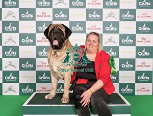 Mastiff Prints: D-C-D-0-1-9-0 Crufts 2024 NEC Birmingham Working