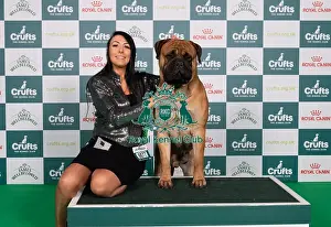 Bullmastiff Prints: D-C-D-0-1-9-0 Crufts 2024 NEC Birmingham Working