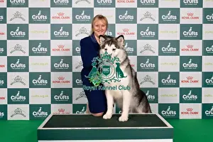 Alaskan Malamute Prints: D-C-D-0-1-9-0 Crufts 2024 NEC Birmingham Working