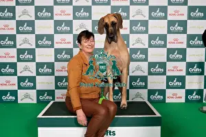 Great Dane Prints: D-C-D-0-1-9-0 Crufts 2024 NEC Birmingham Working