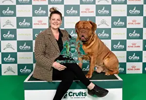 Dogue De Bordeaux Prints: D-C-D-0-1-9-0 Crufts 2024 NEC Birmingham Working