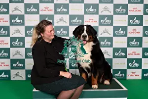 D-C-D-0-1-9-0 Crufts 2024 NEC Birmingham Working