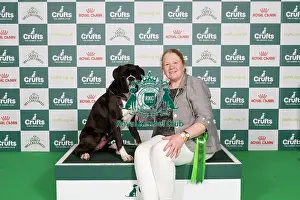 D-C-D-0-1-9-0 Crufts 2024 NEC Birmingham Working